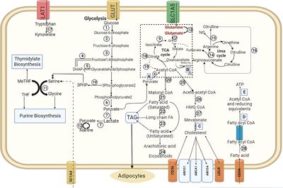 Targeting immune-onco-metabolism for precision cancer therapy